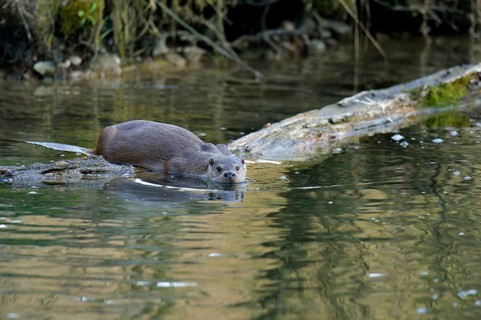 European Otter (Lutra lutra)