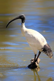 Australian White Ibis (Threskiornis molucca)