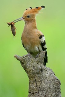 Hoopoe (Upupa epops)