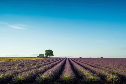 Lavender field