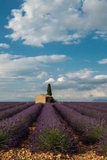 Small house with cypress in a lavender field