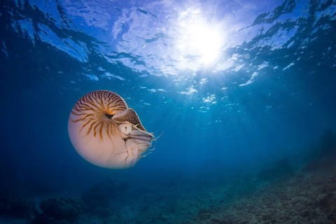 Nautilus (Nautilus belauensis)