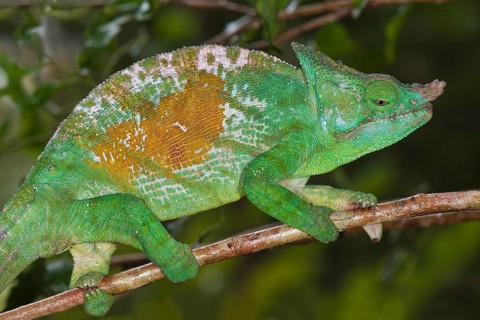 Parson's Chameleon (Calumma parsonii)
