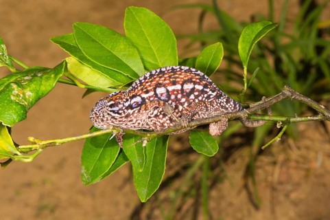 Carpet Chameleon (Furcifer lateralis)