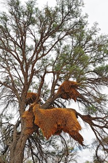 Huge communal nests of Weavers (Ploceidae)