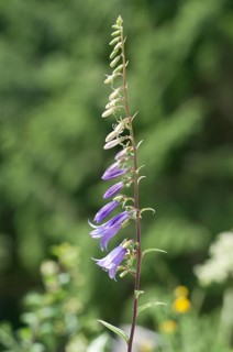 Creeping Bellflower or Rover Bellflower (Campanula rapunculoides)
