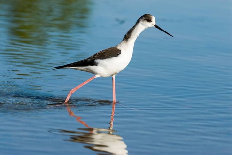 Black-winged Black-winged Stilt (Himantopus himantopus) running in water