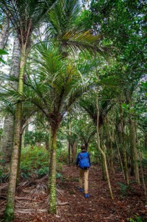 Young man walks on trail through Kauri Forest