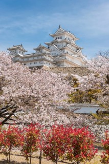 Blossoming cherry trees