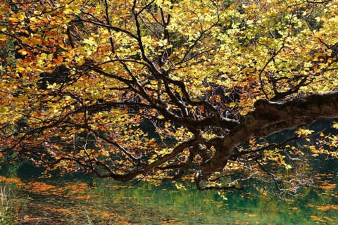 European Beech (Fagus sylvatica) on lake Hinterer Langbathsee in autumn