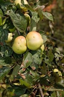 Styrian apples