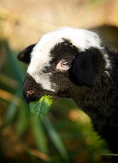 Black and white lamb eating