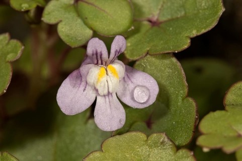 Kenilworth Ivy (Cymbalaria muralis)