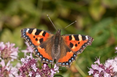 Small Tortoiseshell (Aglais urticae)