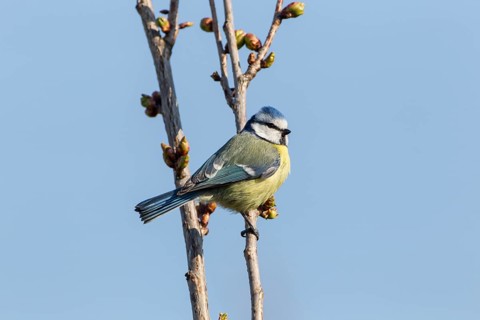 Blue Tit (Cyanistes caeruleus syn Parus caeruleus)