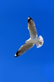 Silver Gull (Larus novaehollandiae)
