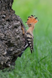 Hoopoe (Upupa epops)
