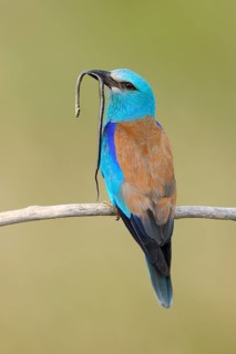 European roller (Coracias garrulus) on its perch with prey