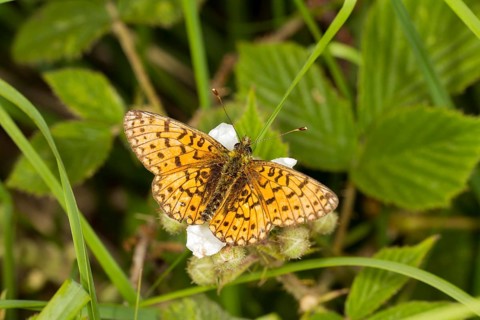 Small Pearl-bordered Fritillary butterfly (Boloria selene)