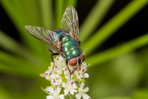 Green Bottle Fly (Lucilia sp.)