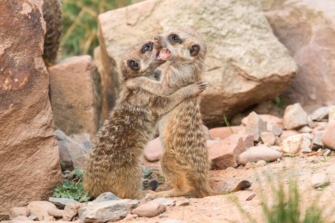 Two Meerkats (Suricata suricatta)