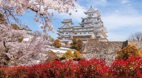Blossoming cherry trees