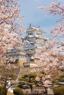 Blossoming cherry trees
