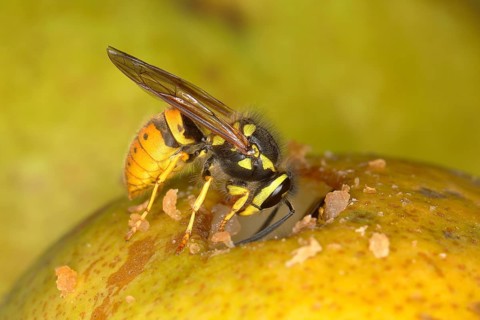 German wasp (Vespula germanica) eating on a pear