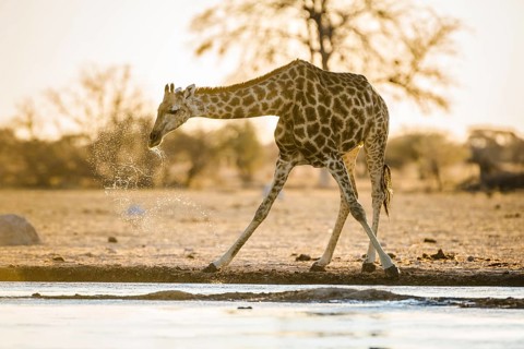 Angolan Giraffe (Giraffa camelopardalis angolensis) drinking at a waterhole