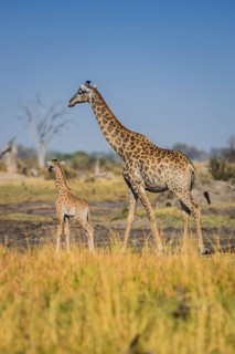 Angolan Giraffes (Giraffa camelopardalis angolensis)