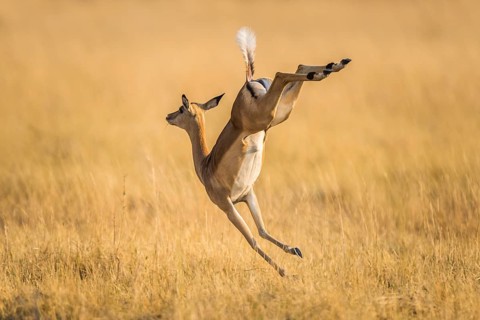 Impala (Aepyceros melampus)