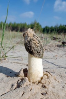 Common morel