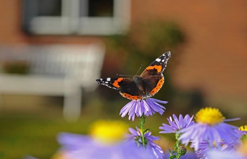 Red Admiral butterfly (Vanessa atalanta) on China Aster (Callistephus chinensis)