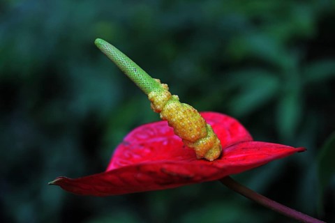 Anthurium (Anthurium)