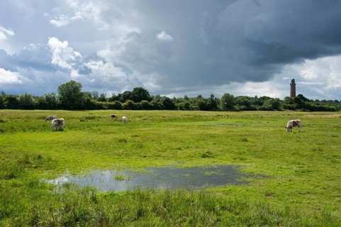 Salt marsh nature reserve with the Neuland Lighthouse
