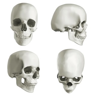 Human skull