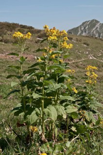 Groundsel (Senecio cordatus)