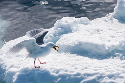 Glaucous Gulls (Larus hyperboreus) with a fish in the beak