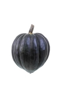 Squash variety
