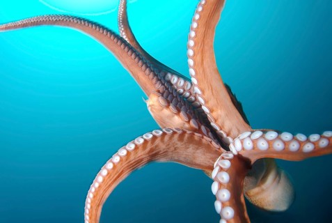 Giant Pacific octopus or North Pacific giant octopus (Enteroctopus dofleini)