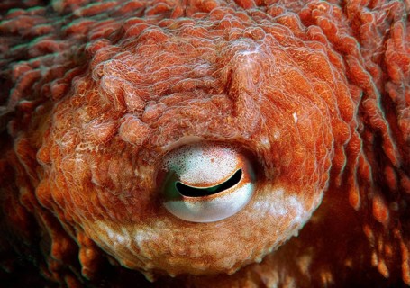 Eye of a Giant Pacific octopus or North Pacific giant octopus (Enteroctopus dofleini)