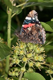 Admiral Butterfly (Vanessa atalanta) sucking nectar from Ivy