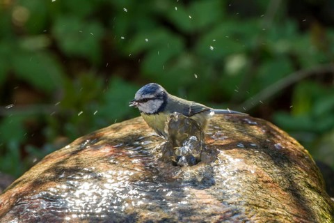 Blue Tit (Cyanistes caeruleus syn Parus caeruleus)