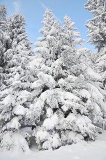 Snow-covered spruce trees (Picea abies)