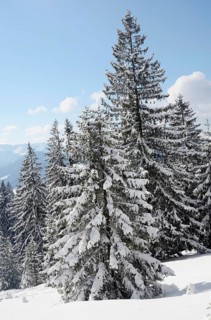 Snow-covered spruce trees (Picea abies)