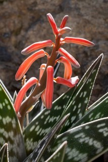 Tiger Aloe (Aloe variegata)