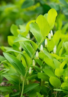 Angular Solomon's Seal or Scented Solomon's Seal (Polygonatum odoratum)