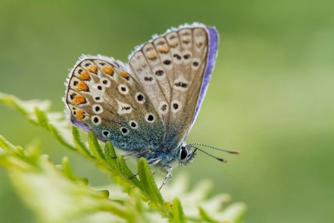 Common Blue butterfly (Polyommatus icarus)