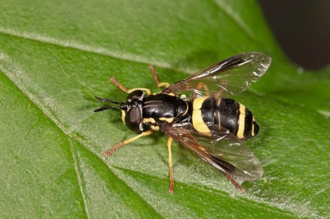 Hoverfly species (Chrysotoxum bicinctum)