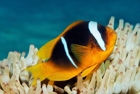Red Sea clownfish (Amphiprion bicinctus) in front of Anemone